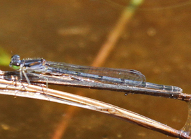 Fragile Forktail